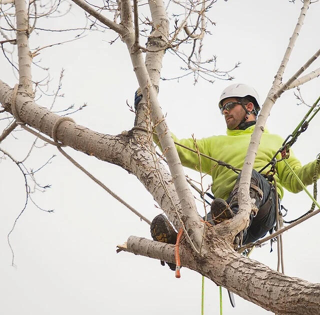 tree trimming and pruning tree trimming and pruning