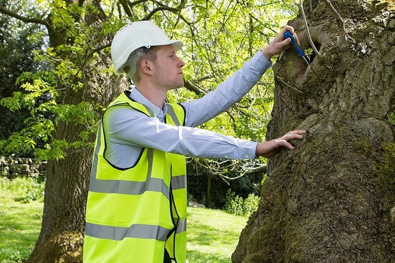 tree inspection service tree inspection service