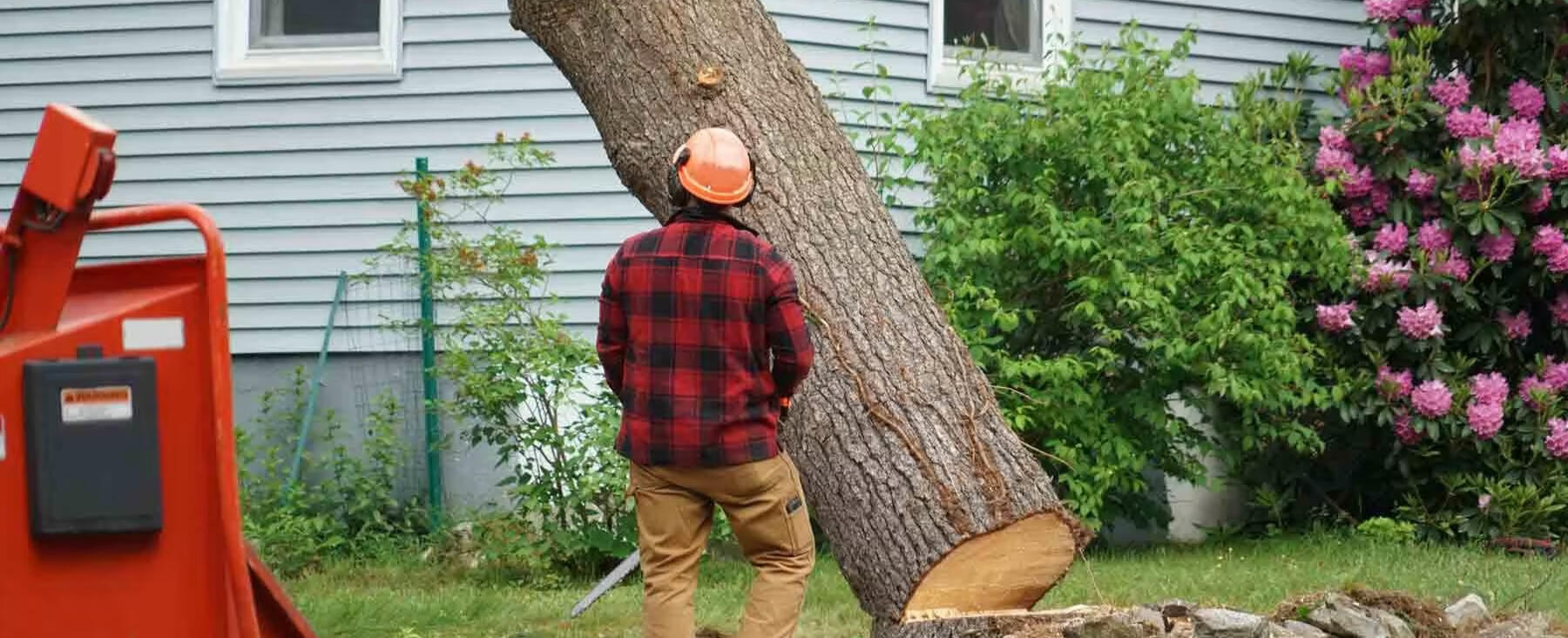 tree felling tree felling